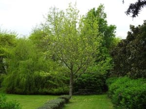 Tree Planting