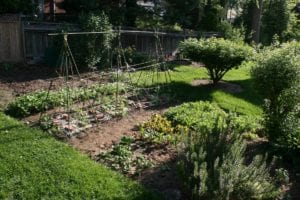 Vegetable Gardening