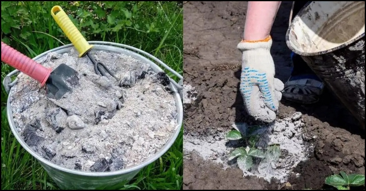 Excellent Ways to Use Wood Ash in Your Garden – The garden!