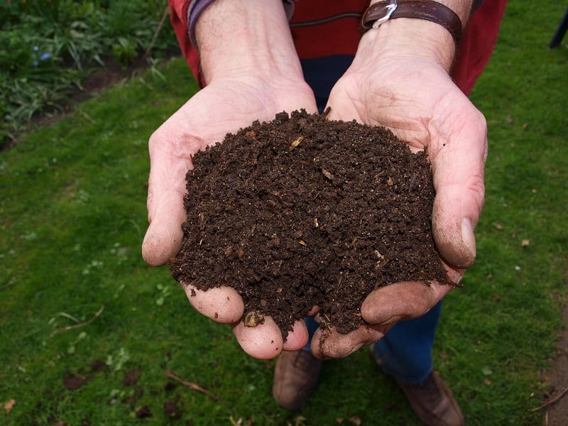 For best results, amend the soil with organic matter or composted manure
