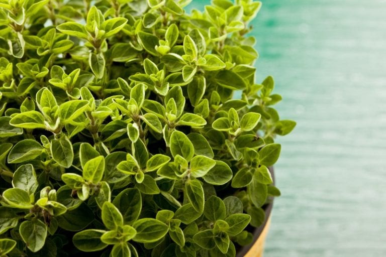 7 Herbs You Can Grow Indoors