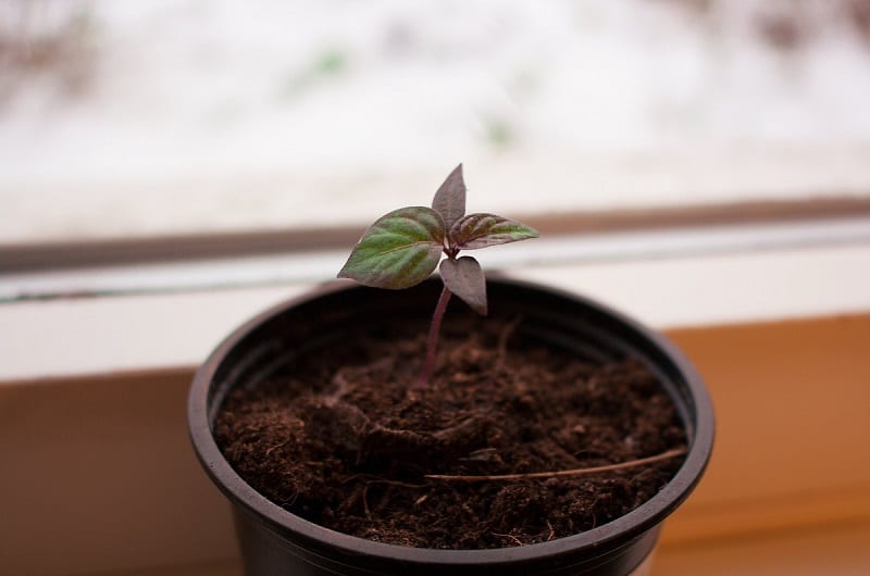 Young plants require sunlight. In winter, you can satisfy this requirement with an inexpensive fluorescent shop light. 
