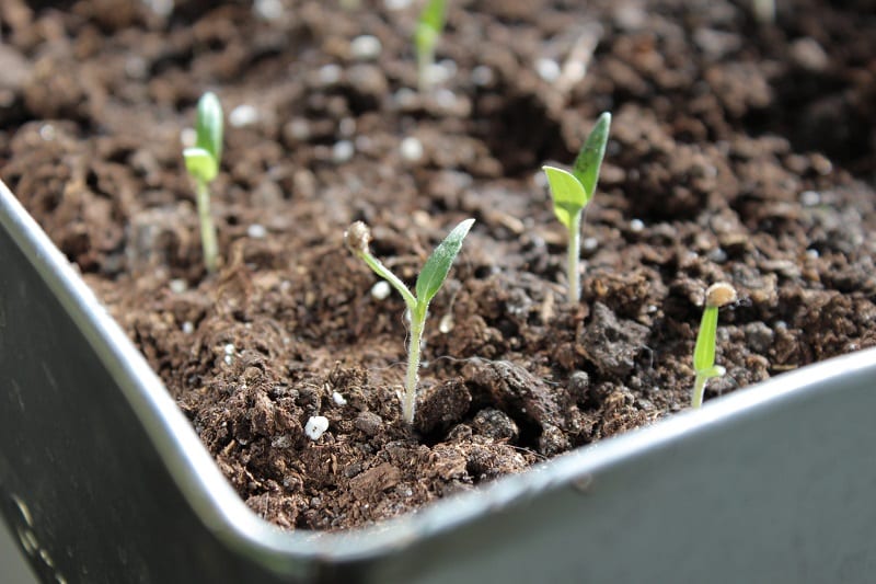 When your plants reach an inch tall, thin them by snipping the seedlings at the soil line. 