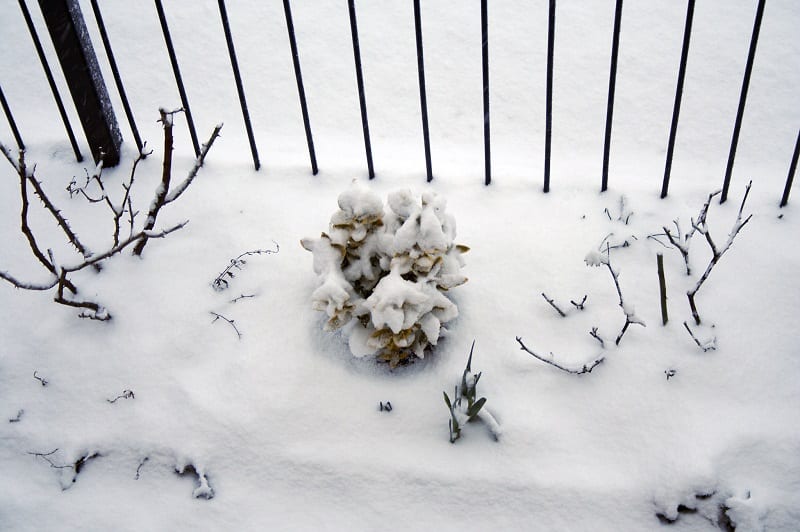 Snow is an excellent fertilizer. 