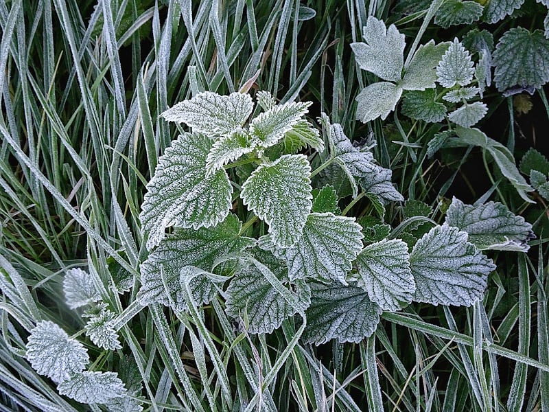 Young plants will often lift themselves from the soil surface if there is a hard frost after planting. 