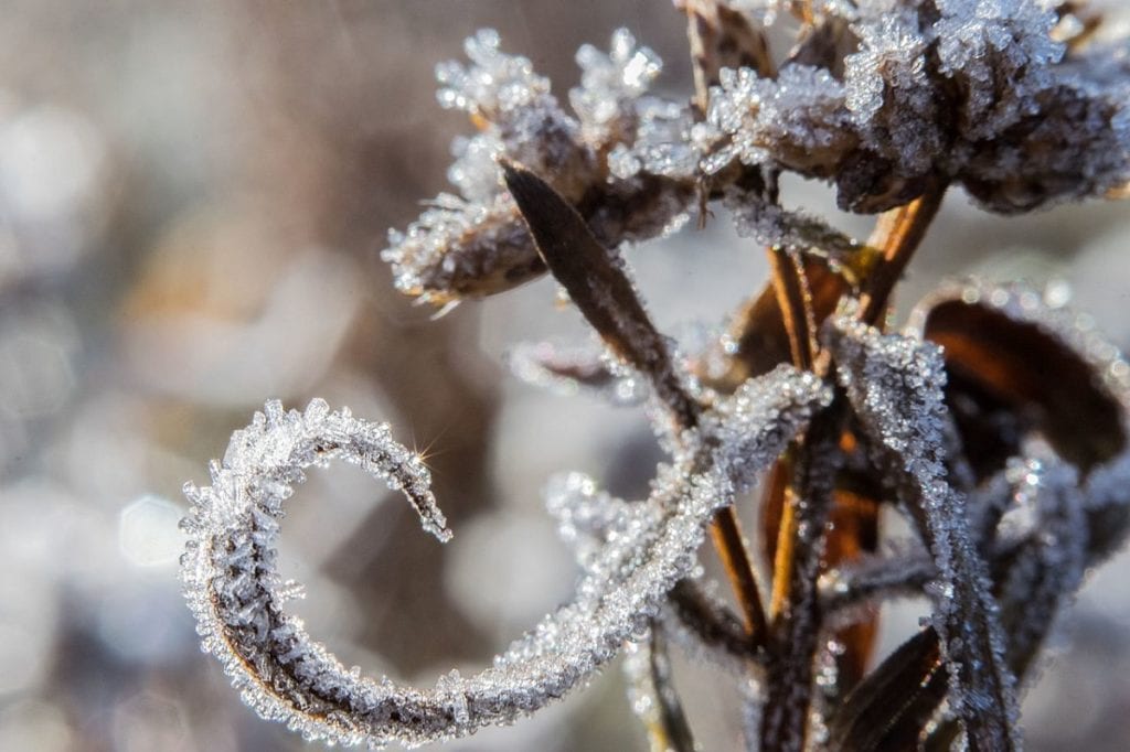 While a snowy winter can be good for your garden, frost can damage your plants. 