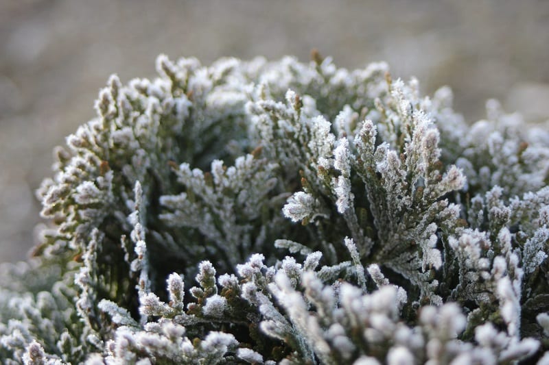 Many plants will recover from frost-damage given time.  