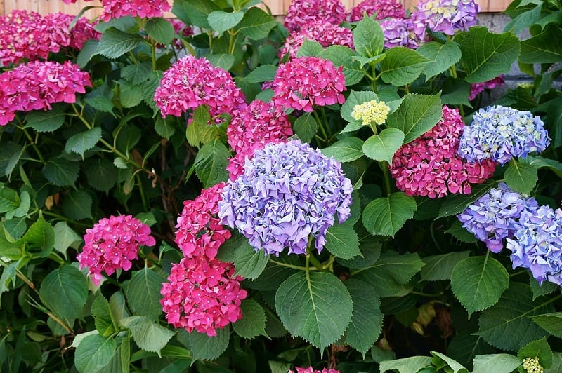 You can change a hydrangea's color by altering the pH level of the soil. 