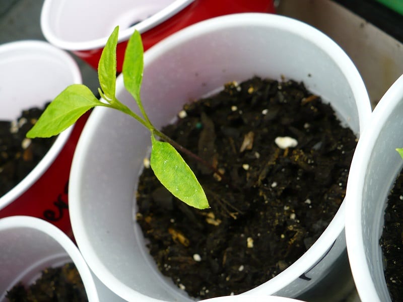Start growing from seed indoors in the weeks leading up to spring. 