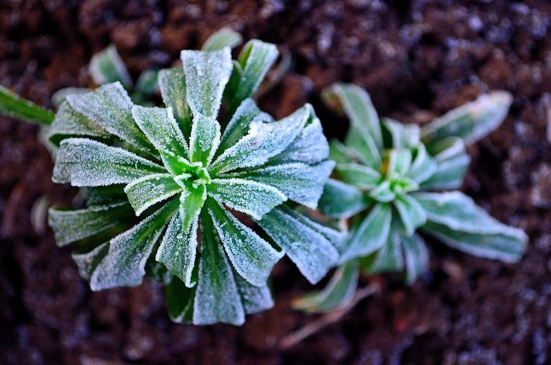 Use a balanced fertilizer when caring for frost-damaged plants.