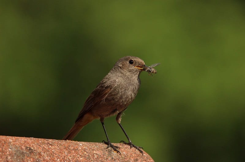 Some 96 percent of the world’s songbirds rely on insects to feed their young. 