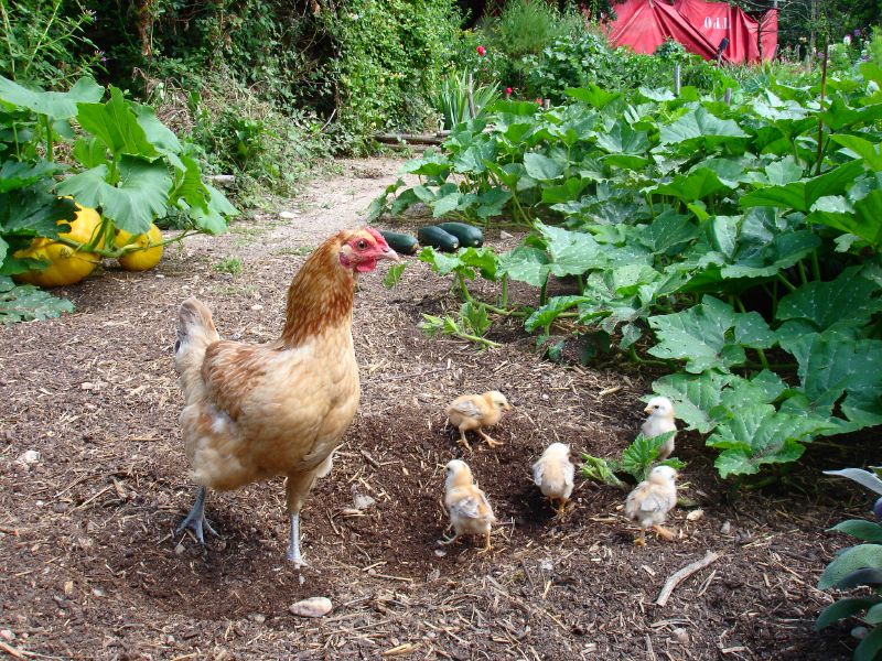 Chickens can level and spread a pile of mulch or compost in no time.