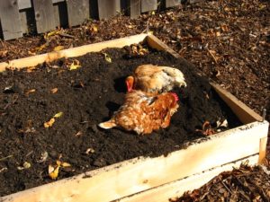 5 Ways Chickens Can Help in Your Garden! - The garden!