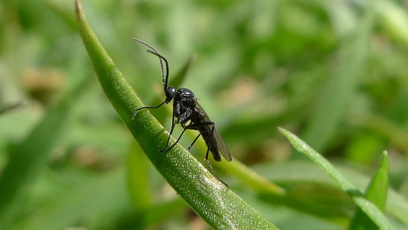Those tiny black bugs that find their way into your home with your plants in winter are called fungus gnats. 