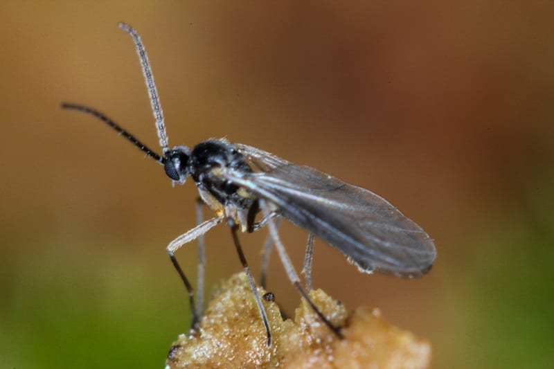 Fungus gnats hitch a ride on your outdoor plants as you bring them in for winter.  