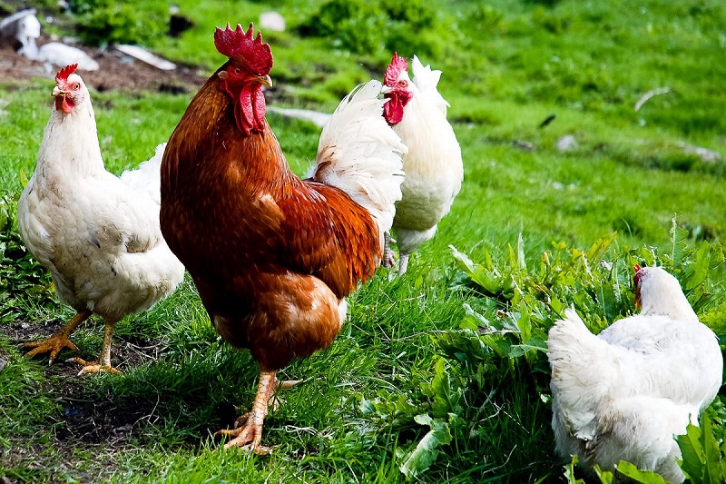 Raising chickens in your backyard is at once fun and rewarding.
