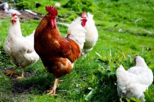 Chickens are Good Helpers in the Garden