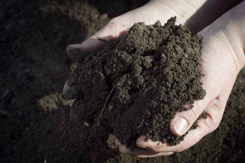  turning poor soil into a rich, vigorous foundation for your garden is not difficult, once you understand the basics of soil care.