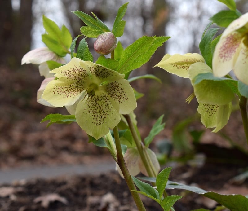 Hellebores grow best in well-draining soil that is rich with organic matter.