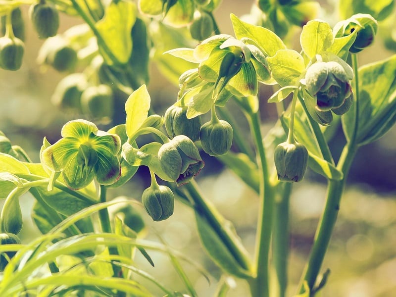 Hellebore thrives under the shade of trees and is likely to grow better in shady borders close to your house.