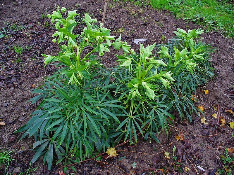  Some hellebore varieties, such as Helleborus foetidus, are best started from seed.  