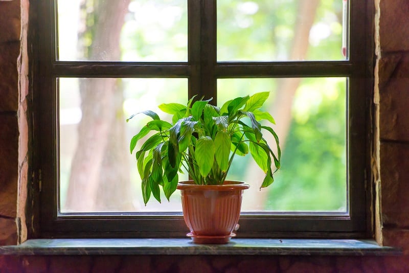 Clean plants that photosynthesize at optimal levels are healthier plants. 