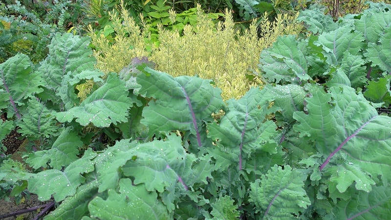 In most areas, you can plant kale any time between early spring through early summer; and again, from late summer to early fall.