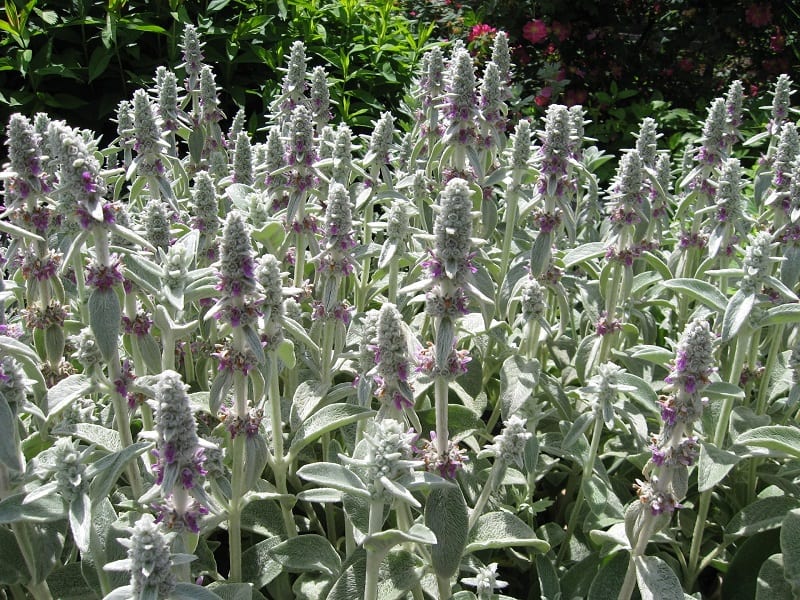 Lamb's ears, also called silver carpet, has thick silvery leaves that are soft to the touch.