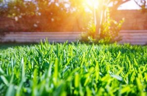 Fertiling Your Lawn the Right Way