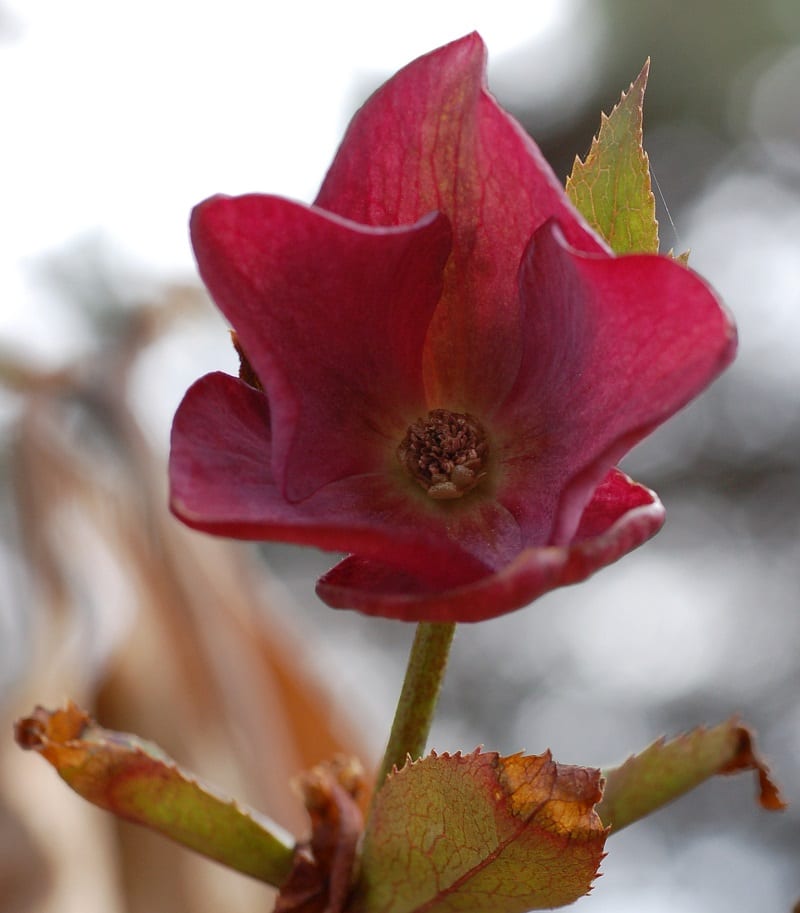 Lenten Rose