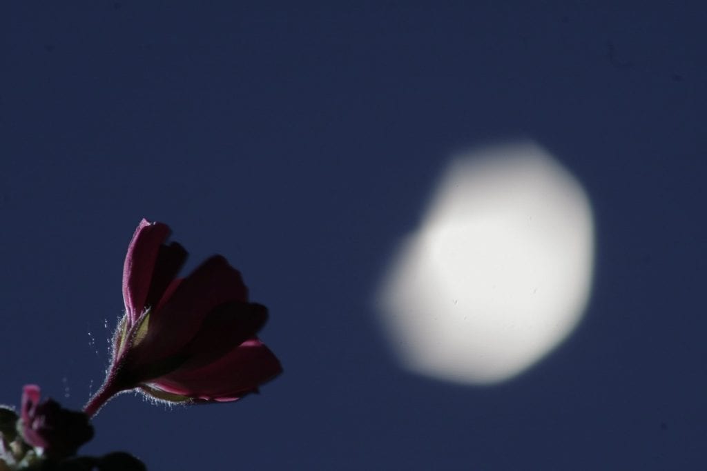 Cultivating a moonlight garden is an excellent way to provide a beautiful and fragrant setting for your evenings this summer.