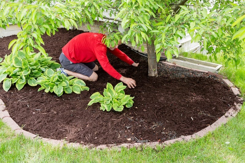 Did you know that mulching can reduce the plants’ water needs as much as 50 percent?