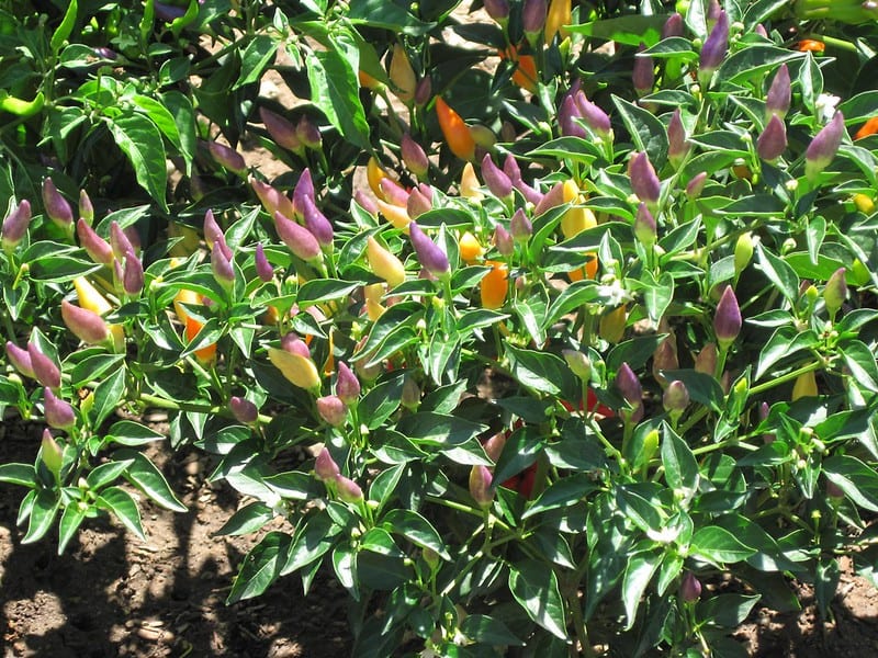 Peppers can double as ornamentals.