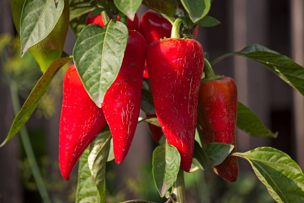 Growing Guide: Peppers
