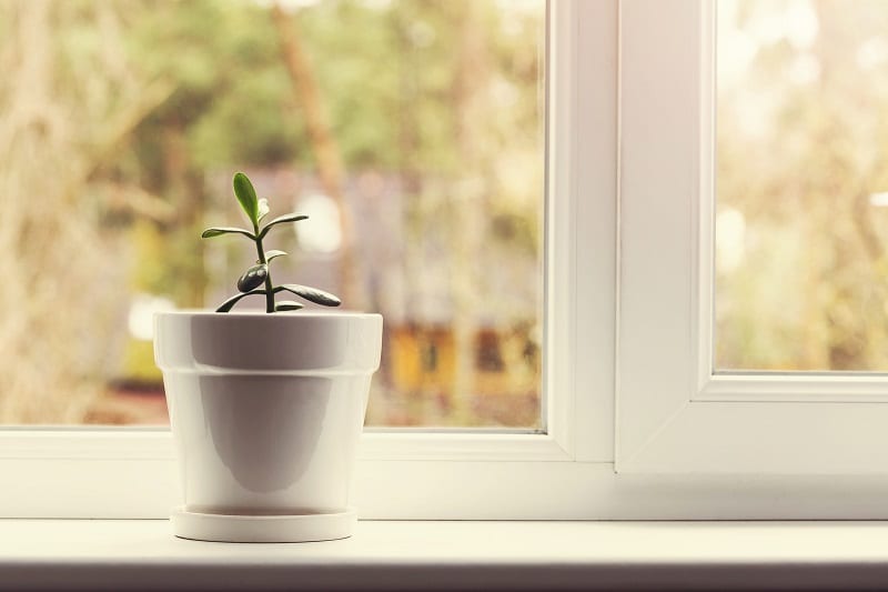 Once inside, put your plants in the sunniest spot inside your home.