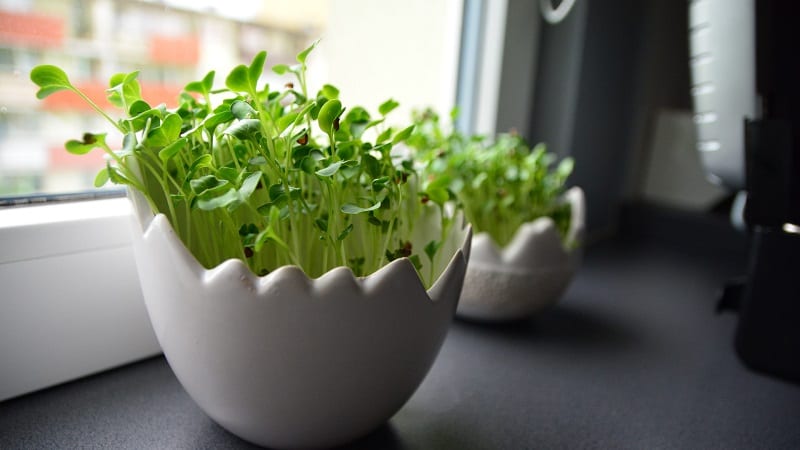 If your urban home does not receive that much natural light, you can always choose vegetables that thrive on less.