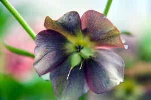 How to Grow Beautiful Hellebores (4 Essential Tips)