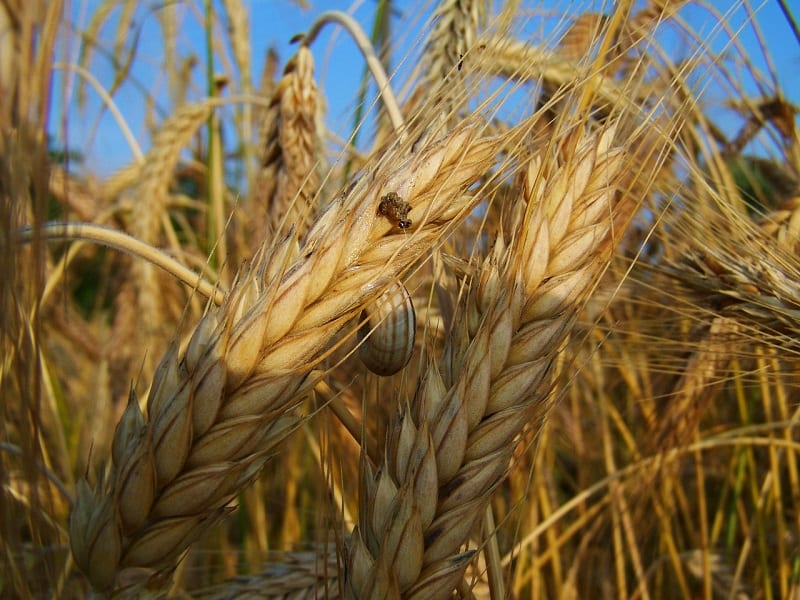 Cover crops - or “green manure” - are crops grown specifically to be turned back into the soil. 