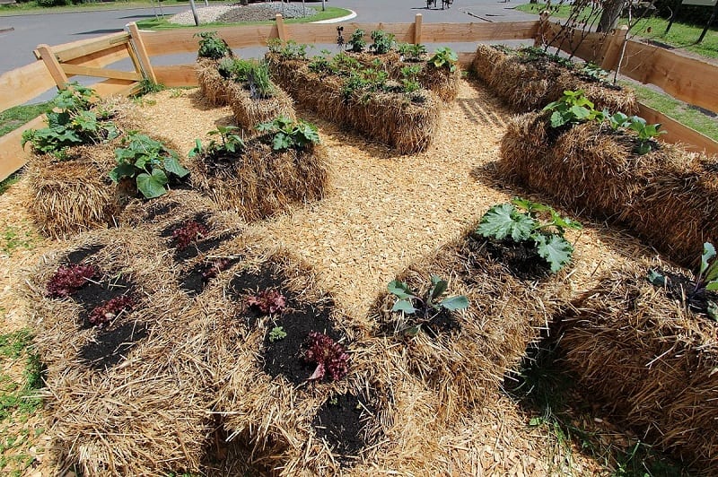 Straw bales are a more convenient alternative to building raised beds or buying pots for a container garden.