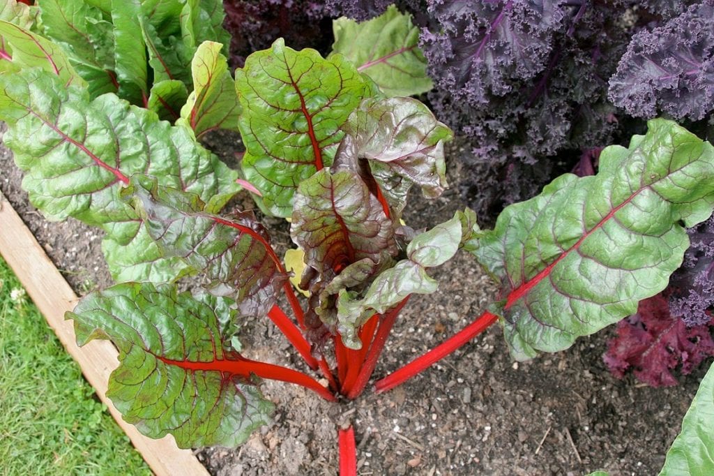 How to Grow Swiss Chard in Your Garden
