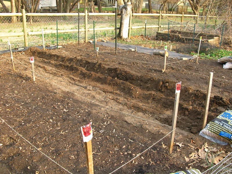 The best way to plant asparagus is in a trench.