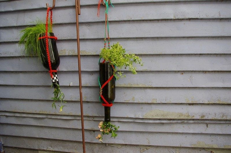 Hanging planters are decorative, functional, and productive. 