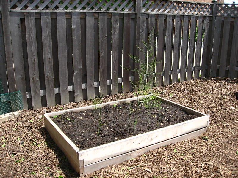 If you do not have good drainage, consider growing asparagus in raised beds. 
