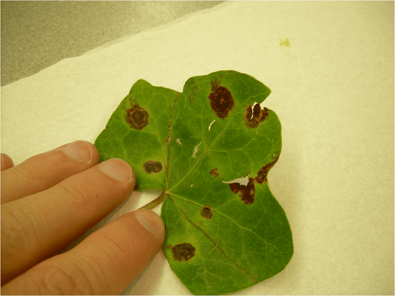 The most common disease that plagues houseplants is leaf spot.