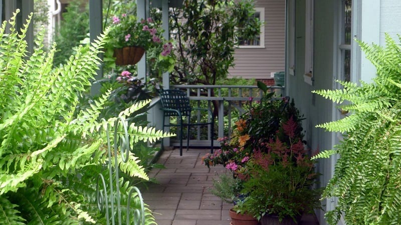 If at all possible, acclimate your plants before bringing them indoors. 