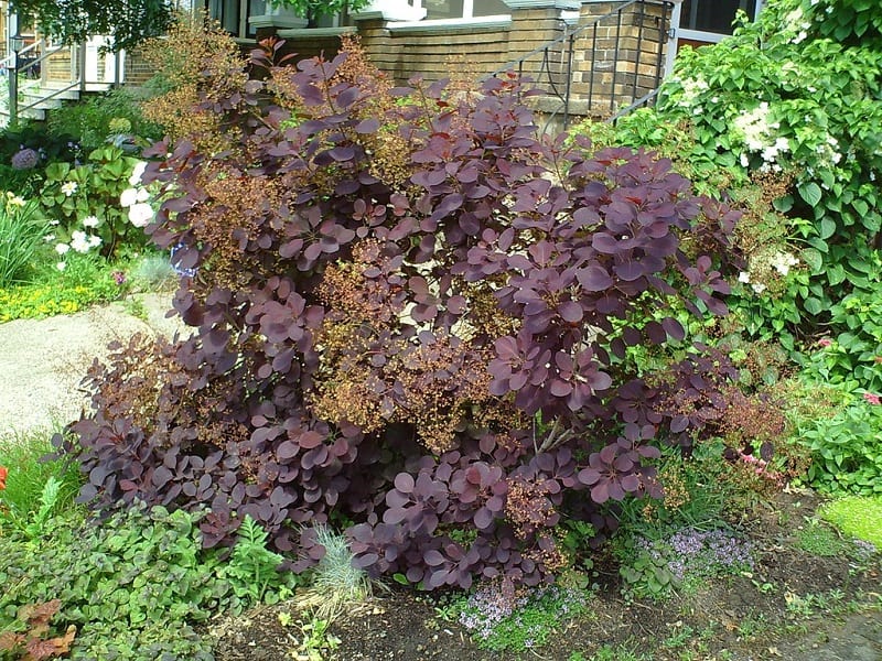 If you live in Australia, you may expect crimson myrtle, lovely tufts of smokebush, and glorious mountain bell. 