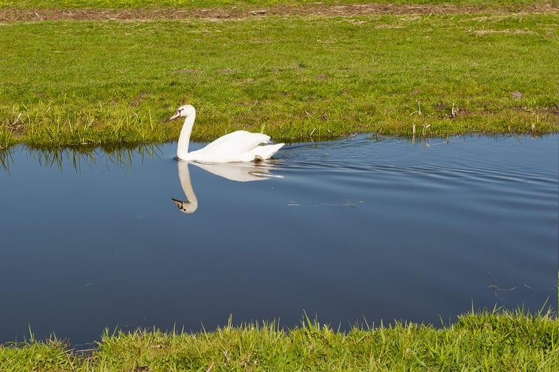 Never apply any type of fertilizer close to rivers, streams, wetlands, lakes, and ponds. 