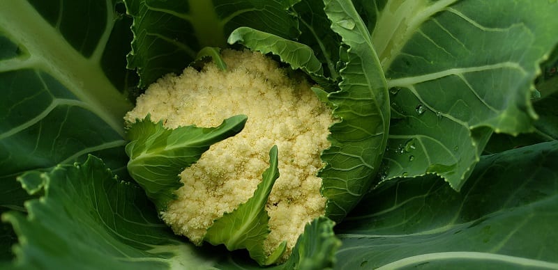Some varieties of cauliflower are “self-blanching.” This means the leaves curl naturally over the developing head.