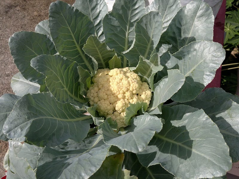 Place the container where the cauliflower will receive at least six hours of sunlight a day. 