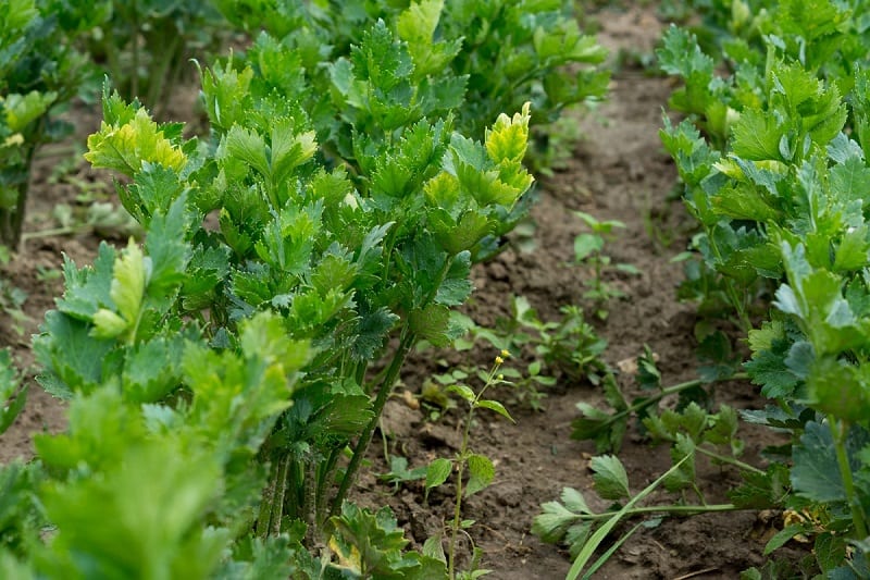 Celery favors cooler weather, rich and fertile soil, and ample water to grow crisp and juicy.